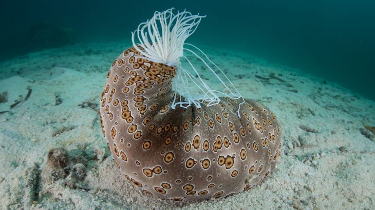 Sea cucumbers can suck water into their bodies through their anus, puffing up like balloons and floating along with ocean currents.