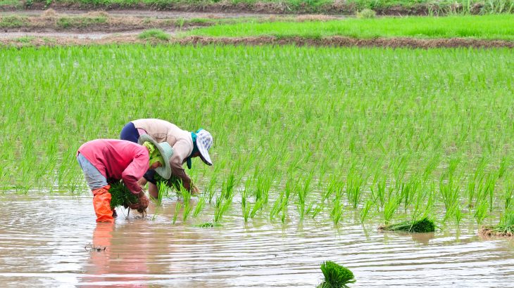 Researchers have identified 226 food production shocks across 134 nations in the last five decades, and an increasing frequency of shocks.