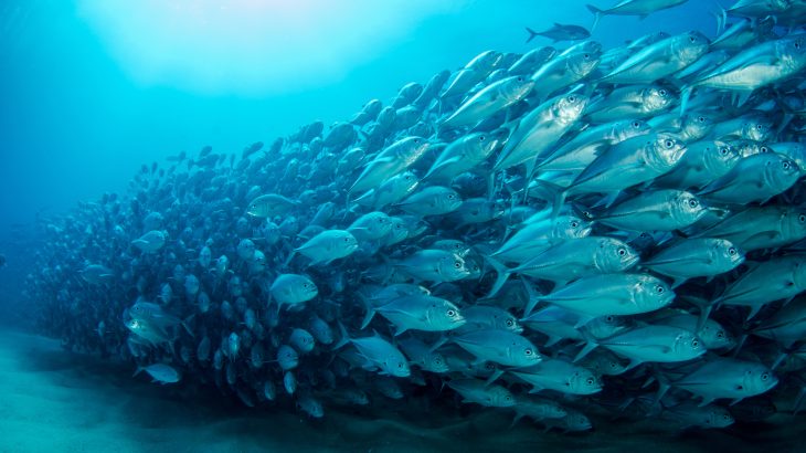 New insight into how animals move in groups could help scientists harness energy from natural resources like wind and rivers.
