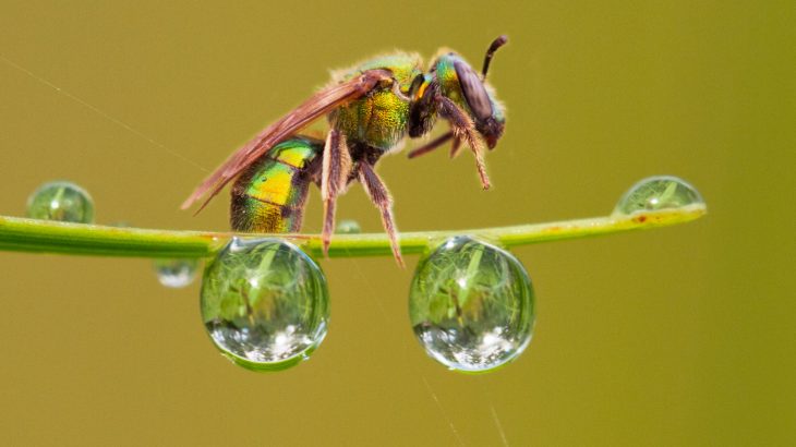 Eating sweat from a human or wildlife as a way for an insect to fulfill its salt requirements is actually a widespread phenomenon.