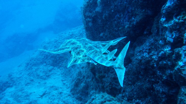 After hunting and pollution nearly drove angel sharks to extinction, their only known habitat has been the Canary Islands.