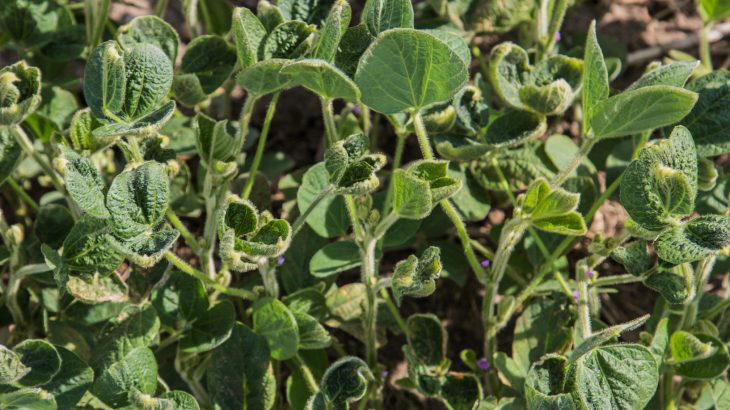 The decision by the EPA to extend its approval of the weed killer Dicamba is having major consequences for honeybees.