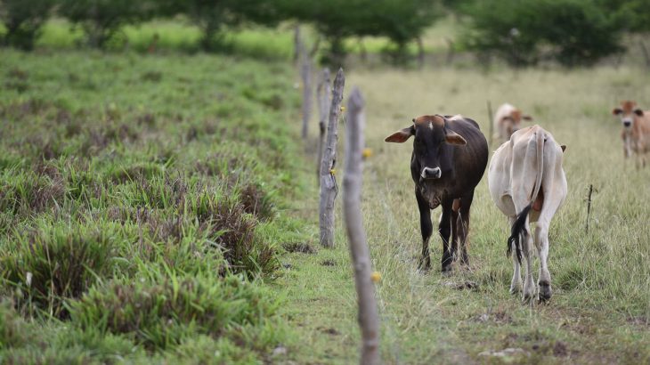 Nitrous oxide emissions, which are released from cattle urine, can be significantly limited by keeping cattle pastures healthy.