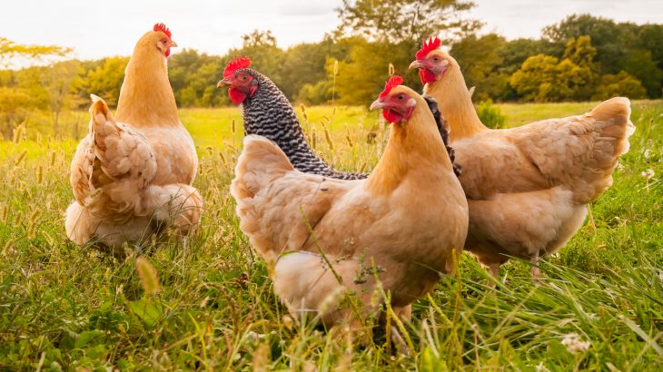 Scientists genetically modified chickens to produce high-quality cancer drugs in the whites of their eggs which can later be recovered.