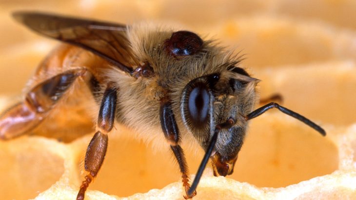 But a new study has found that Deformed Wing Virus doesn’t pose as much of a threat to bees as previously thought.