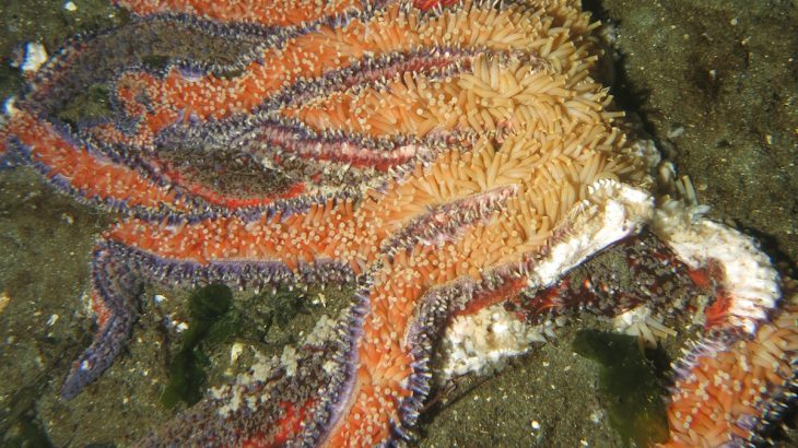 A new study has reported a link between the decline of sunflower star population within shallow waters and warmer sea surface temperatures.