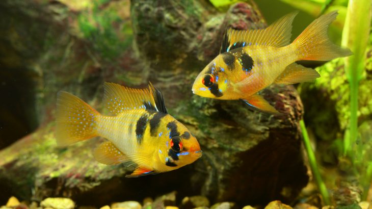 Cuckoldry describes how some male cichlid fish mate with socially paired up females and end up fertilizing eggs in another male’s nest.