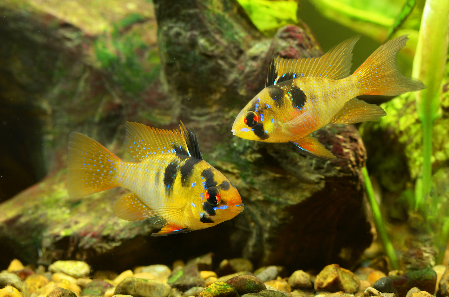 Why some male fish fertilize eggs in their male relative’s nests