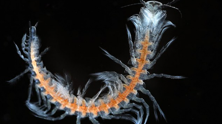 A research trip exploring caves in the Turks and Caicos Islands near the Bahamas has uncovered a potentially new species of remipede.