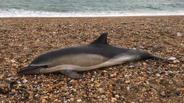 In a study of animals washed up on Britain's shores, experts have found microplastics in the guts of every single mammal they examined.