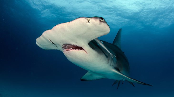 Scientists at the University of Exeter have discovered that endangered sharks are being sold as food in the UK.