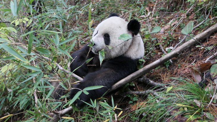 A new study published in Current Biology has found that extinct, ancient panda species likely did not live off bamboo alone.