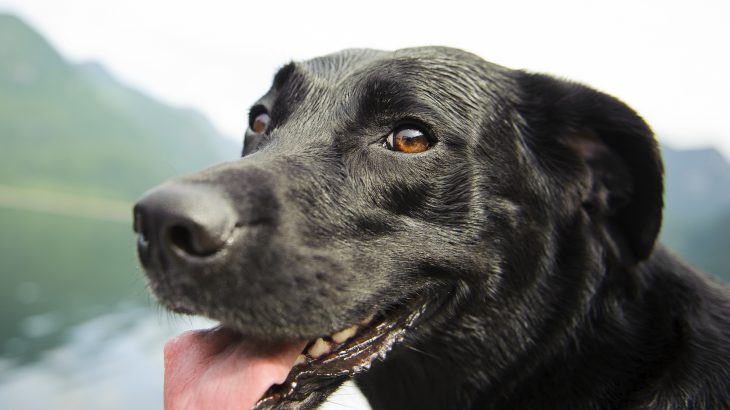 According to a new study, bigger dogs are more intelligent than small dogs, particularly when it comes to self-control and short-term memory.