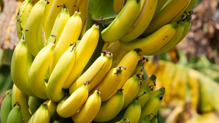 Gene editing could help eliminate a deadly banana virus called streak virus that can devastate entire plantations.