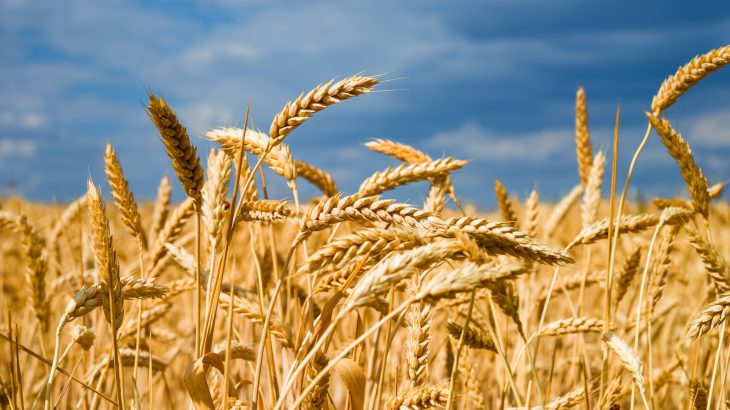 Scientists have developed a groundbreaking new resource to guide the transfer of disease-resistance genes from wild plants to domestic crops.
