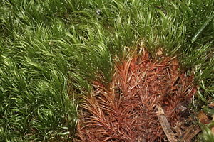 Multi-capsule campylopus moss