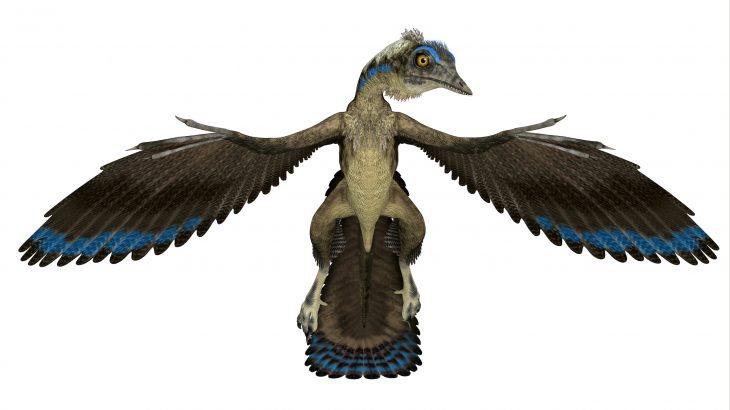 The first feather fossil ever to be discovered does not belong to the prehistoric bird Archaeopteryx as was originally thought.