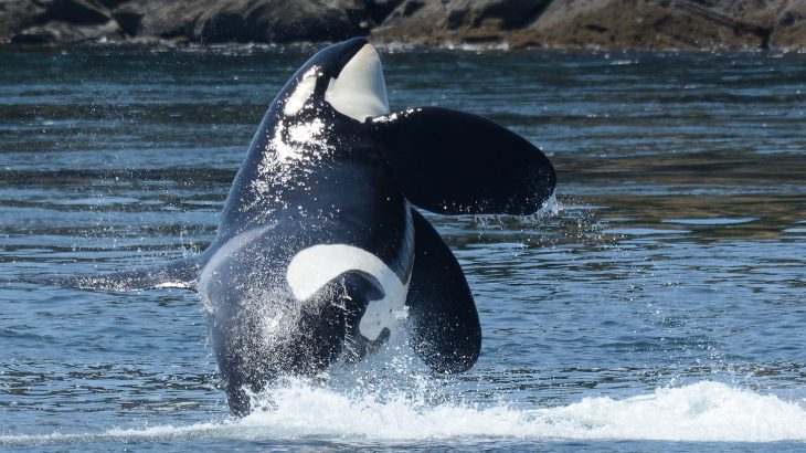 Bombarded by threats like shipping traffic and Chinook salmon declines, southern resident killer whales were declared endangered in 2005.