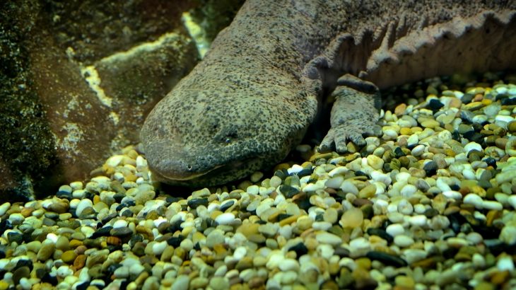 Over 150 species are under threat of extinction due in part to the meat consumption habits of humans across the globe.