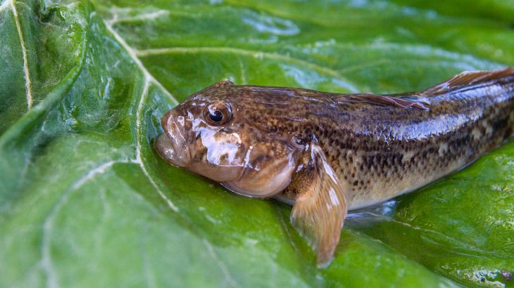 New research shows that warm and cool water temperatures spanning a coastline can cause new species of marine fish to evolve.