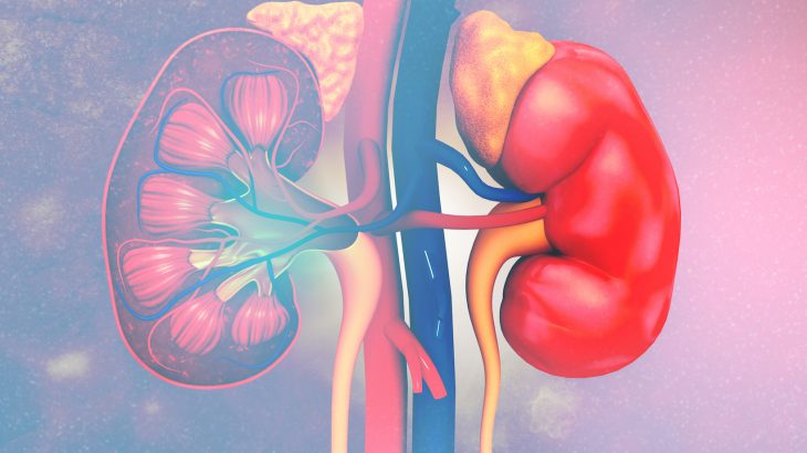 In a groundbreaking new study, experts have managed to grow functional mouse kidneys inside rats by using just a few stem cells.