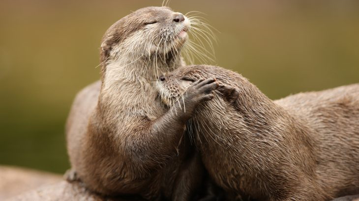 Recent findings suggest that the pet trade is a growing and urgent threat to Asian small-clawed and Smooth-coated otters.