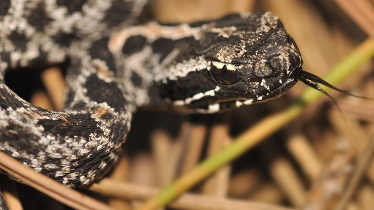 A team of evolutionary biologists has found a surprising amount of variation in venom within populations of Florida pygmy rattlesnakes.