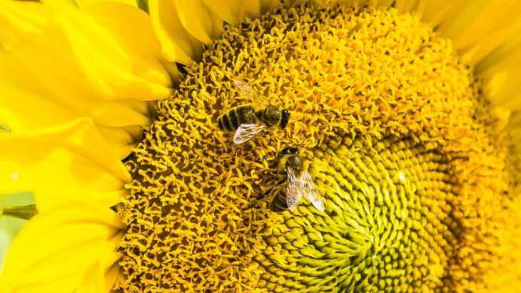 Researchers from RMIT University in Melbourne, Australia have discovered that bees are capable of doing basic mathematics.