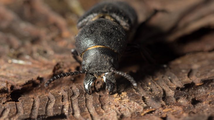 A new study has revealed that elk, known for adapting to harsh conditions, seem to be avoiding areas hit by the bark-beetle epidemic.