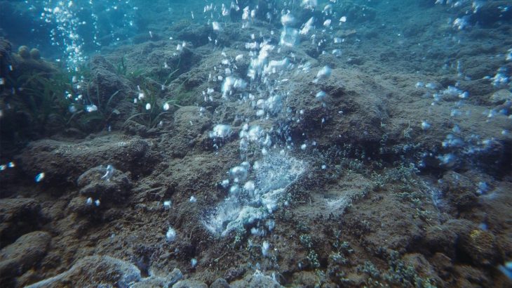 The most recent common ancestor of all life on Earth may have actually preferred a moderately warm environment.
