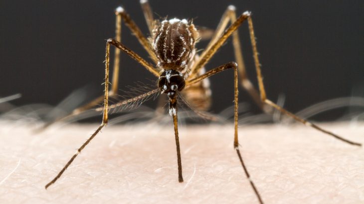 New research reveals it may be possible shut down the host-seeking and blood-feeding behaviors of female mosquitoes.