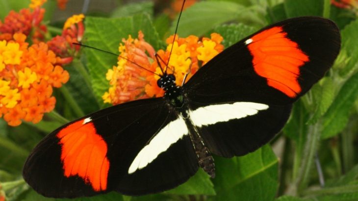 New research helps explain why butterflies are driven to choose mates that have a similar appearance and coloring.