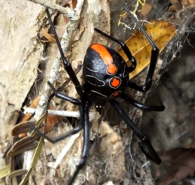 New Species Of Widow Spider May Be The Largest Of Its Kind Earth