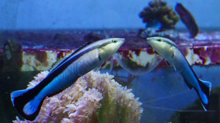 When fish swim up to the glass, do they recognize their own reflection? Are fish self-aware? Scientists conducted a new study to find out.