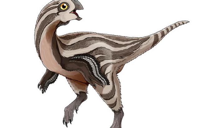 A dinosaur species that was recently discovered in the Gobi Desert somewhat resembled a huge chicken with no teeth.