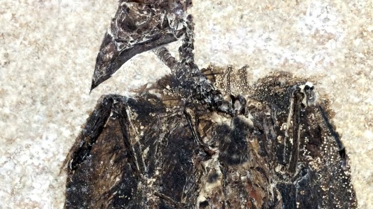 Scientists recently discovered a perching bird species from 52 million years ago, which is now the earliest known specimen of its kind.