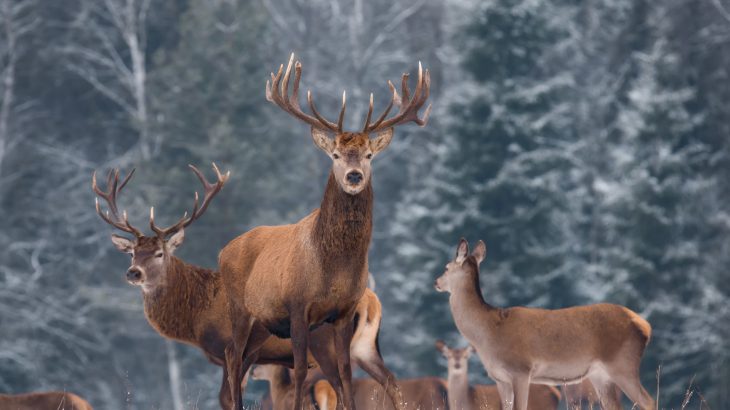 Chronic Wasting Disease (CWD) is an illness in deer that attacks the brain and spinal cord, causes drastic weight loss, aggression, and death.