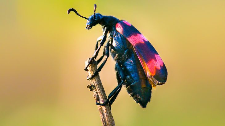 Scientists are warning that the loss of these insects will trigger a “catastrophic collapse” of ecosystems across the globe.