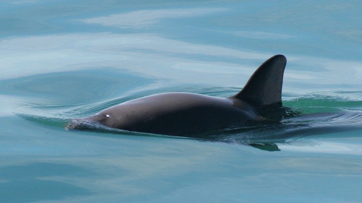 The dwindling number of vaquitas is the result of a small population in a small geographic area pushed by dangerous fishing practices.