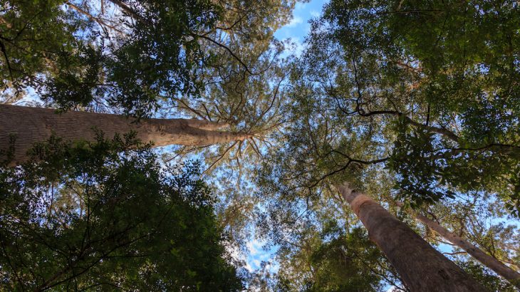 A look at the tallest trees in California, Tasmania and Borneo and the rates of deforestation in those areas that may threaten them.