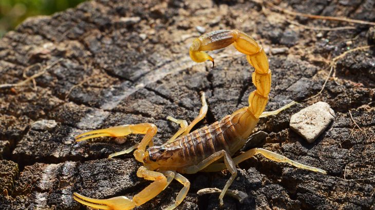 Warmer temperatures due to climate change are creating optimal conditions for scorpions to spread and thrive across the country.