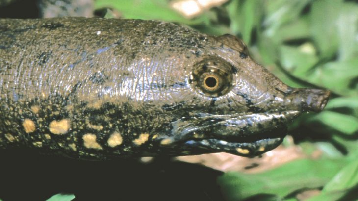 This new species has dark blotches on its shell and is genetically different from the other four species of Chinese Softshell Turtles.