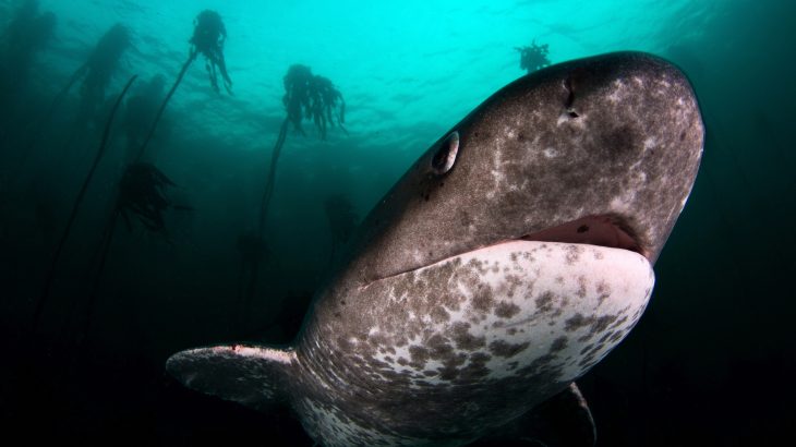 The disappearance of great white sharks off the coast of South Africa has made room for the unexpected appearance of sevengill sharks.