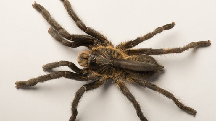 A new tarantula species recently discovered by researchers in Angola comes equipped with a horn on its back.
