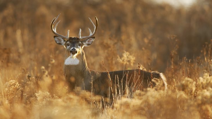 White-tailed deer browsing habits may affect the vocal communication of songbirds and and other species within their habitat.