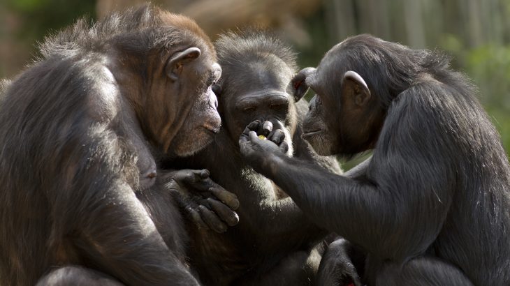 Researchers have discovered that the sign language used by chimpanzees follows the same universal rules as human speech.