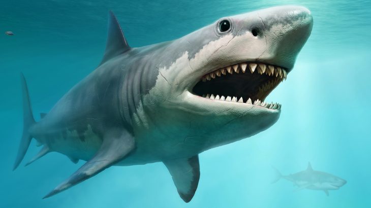 Megalodon was present in the fossil record until 3.6 million years ago, which means that it went extinct a million years earlier than thought