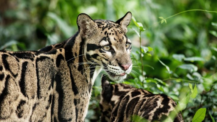 Hundreds of animal species are currently at risk due to a slow-moving wildlife protection process for international wildlife trade.