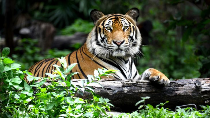 Global tiger populations have been on a steep decline as poaching, habitat loss and human-wildlife conflict continue to decimate the species.
