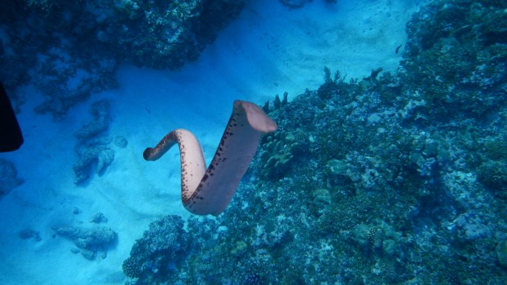A new study has found that some species of Australian sea snakes have a remarkable way of protecting their tails from predators.